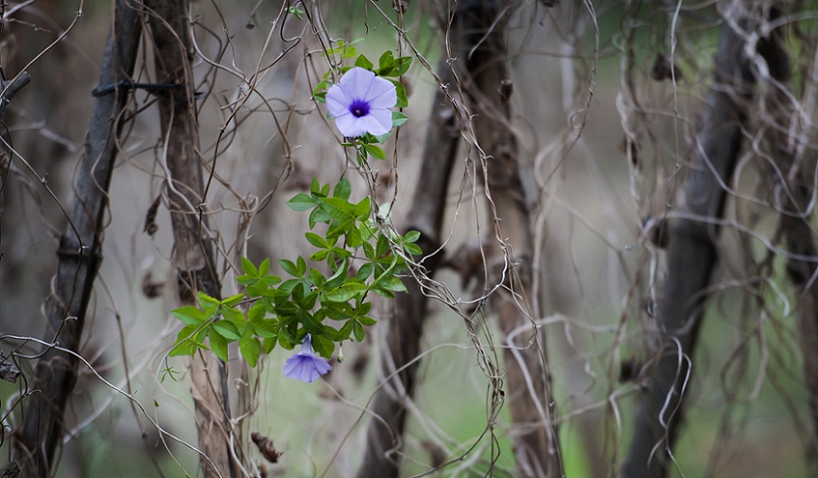 DSC_6752.jpg