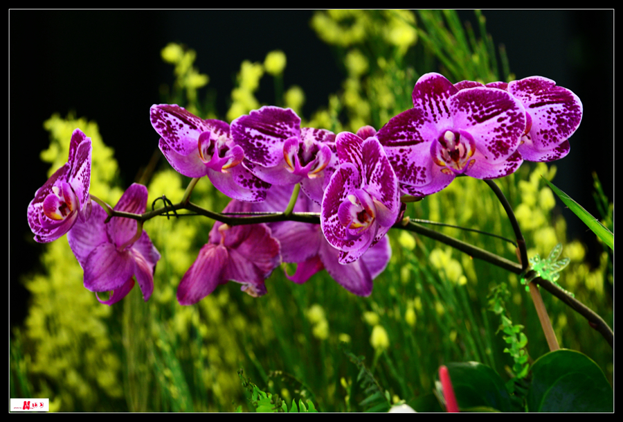 DSC_8464_����.jpg