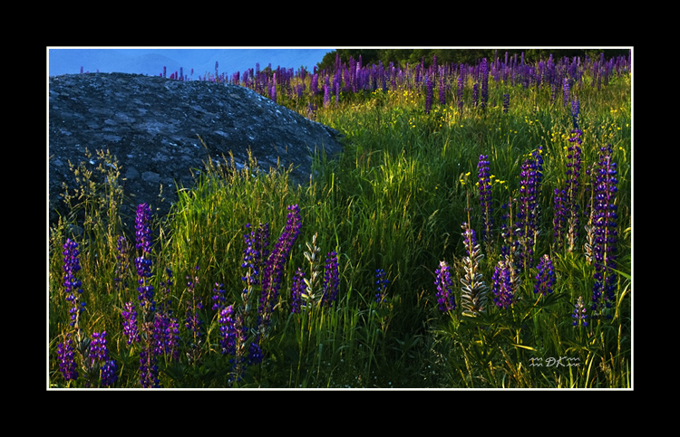 _DSC9336C1.jpg