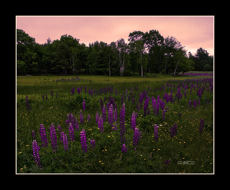 _DSC9553C1.jpg