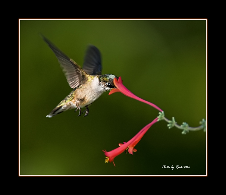 DSC_8584C1.jpg