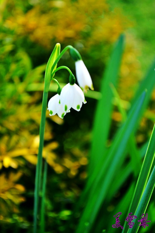 DSC_0103.jpg