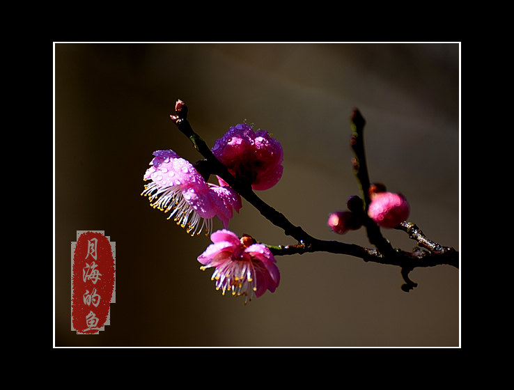 DSC_7076.jpg