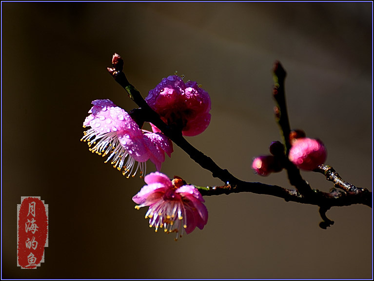 DSC_7076.jpg