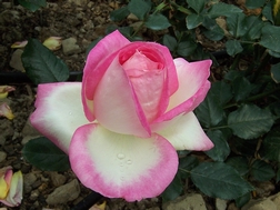 100_9000a.jpg