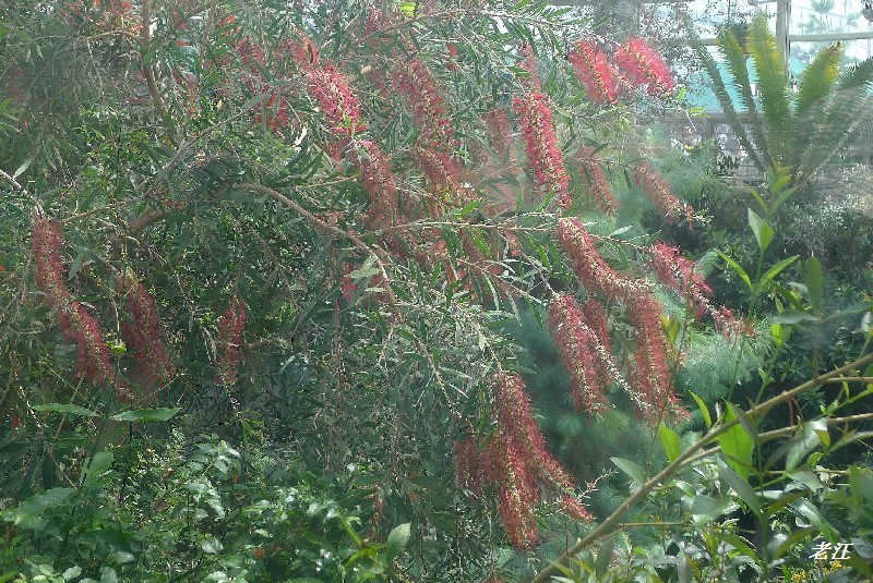 P1070433.jpg