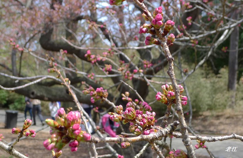 P1070364.jpg