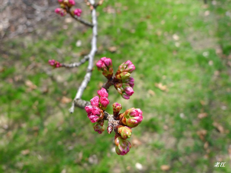 P1070365.jpg