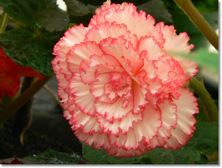 Flowers 06--03--14 201.jpg