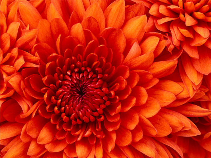 Chrysanthemum_.jpg