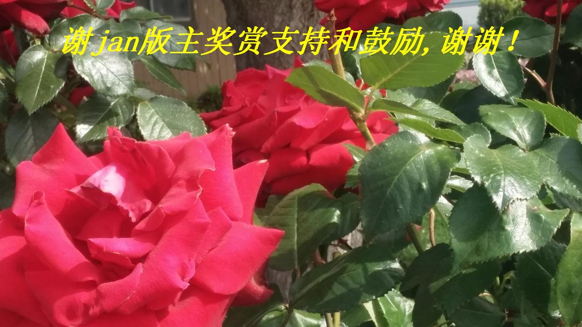 лjanֺ֧͹лл.JPG