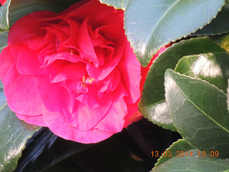flowers 2014 390_.jpg