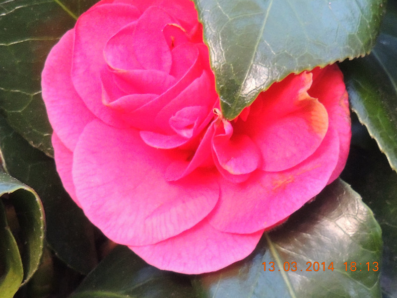 flowers 2014 396_.jpg
