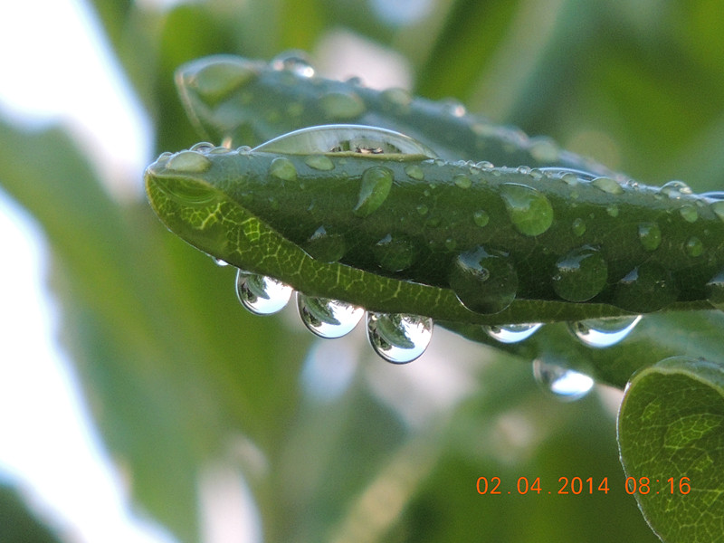 flowers 2014 769_.jpg
