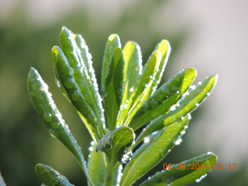 flowers 2014 762_.jpg