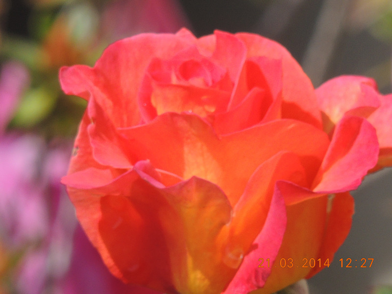 flowers 2014 590_.jpg