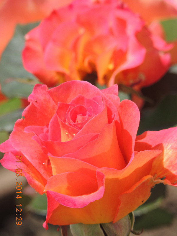 flowers 2014 601_ת_.jpg
