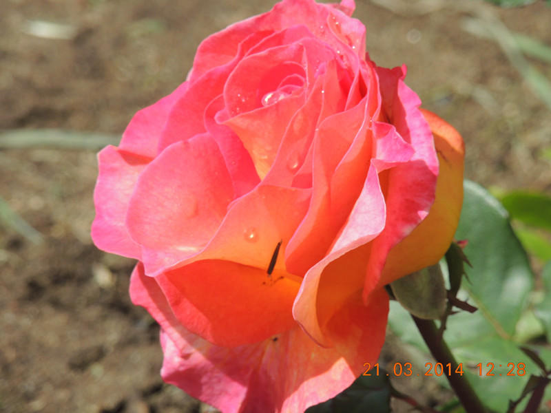 flowers 2014 596_.jpg
