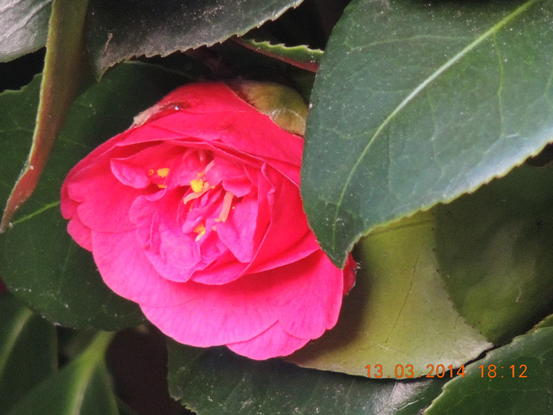 flowers 2014 394_.jpg