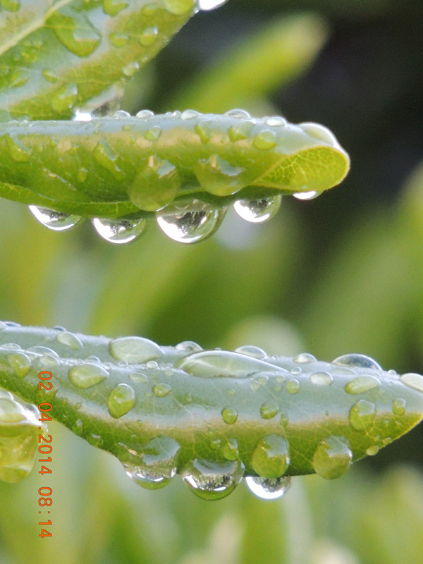 flowers 2014 766_ת_.jpg