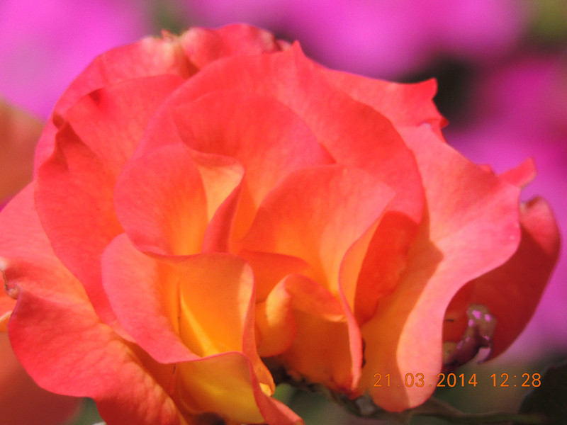 flowers 2014 598_.jpg