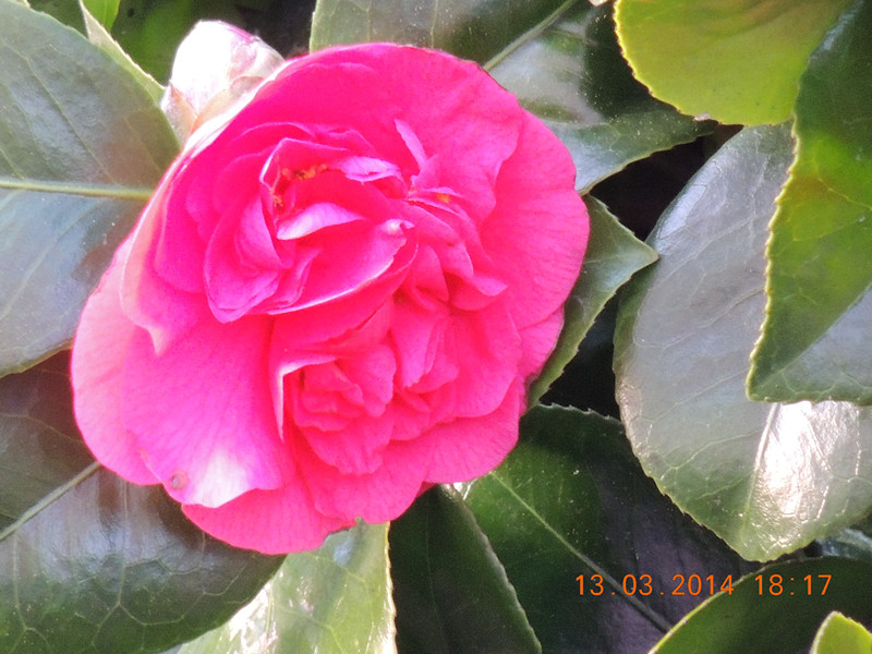flowers 2014 409_.jpg