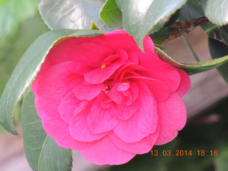 flowers 2014 405_.jpg