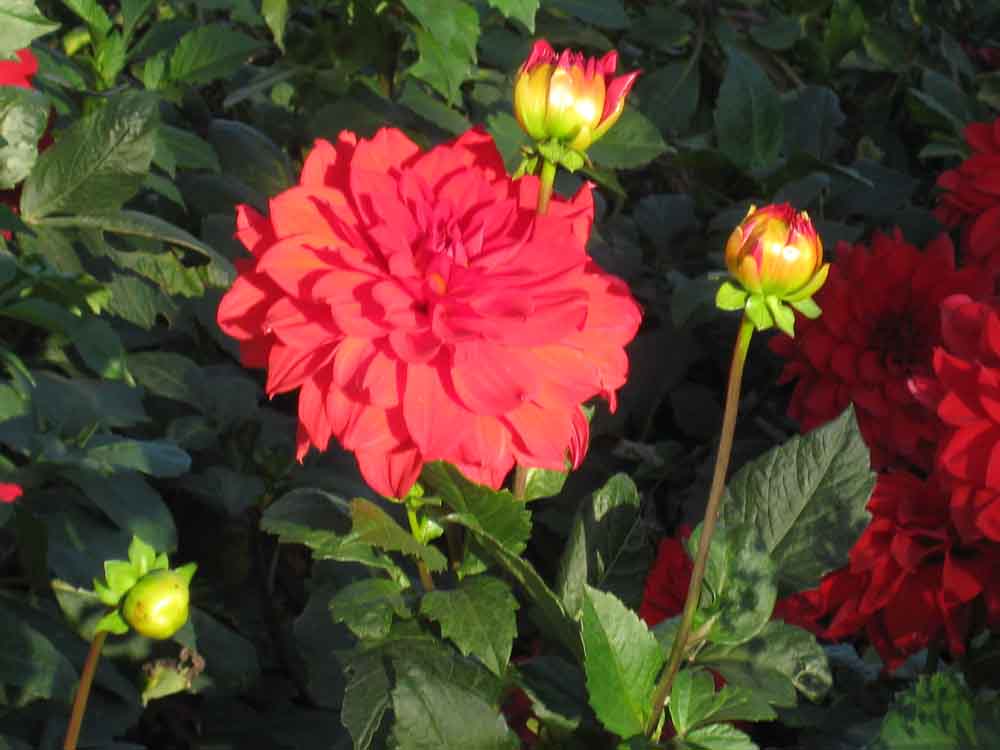 IMG_0737.JPG