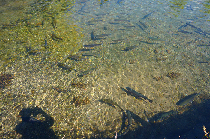 DSC03588__.jpg