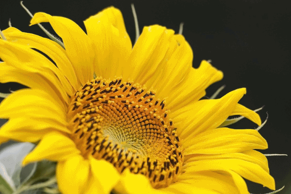 untitled_conew4.gif