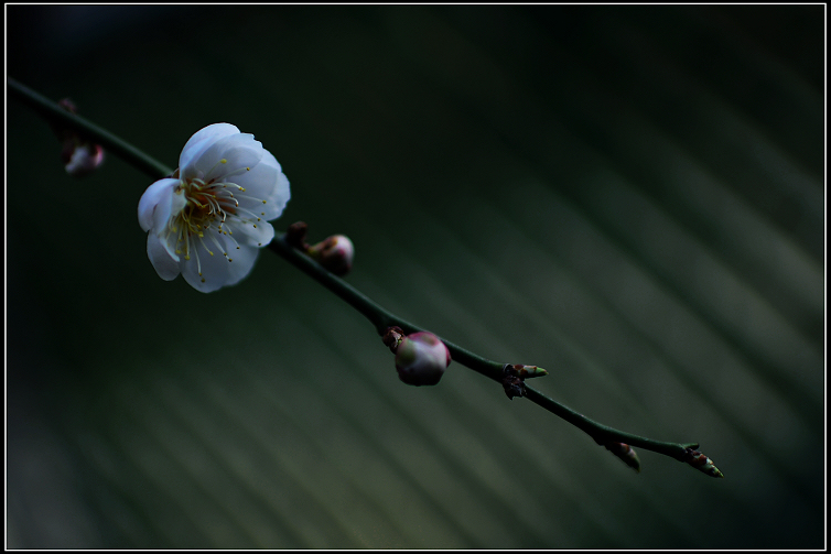 DSC_5973.JPG