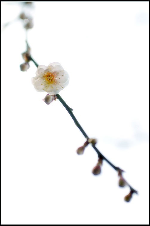 DSC_6003.JPG