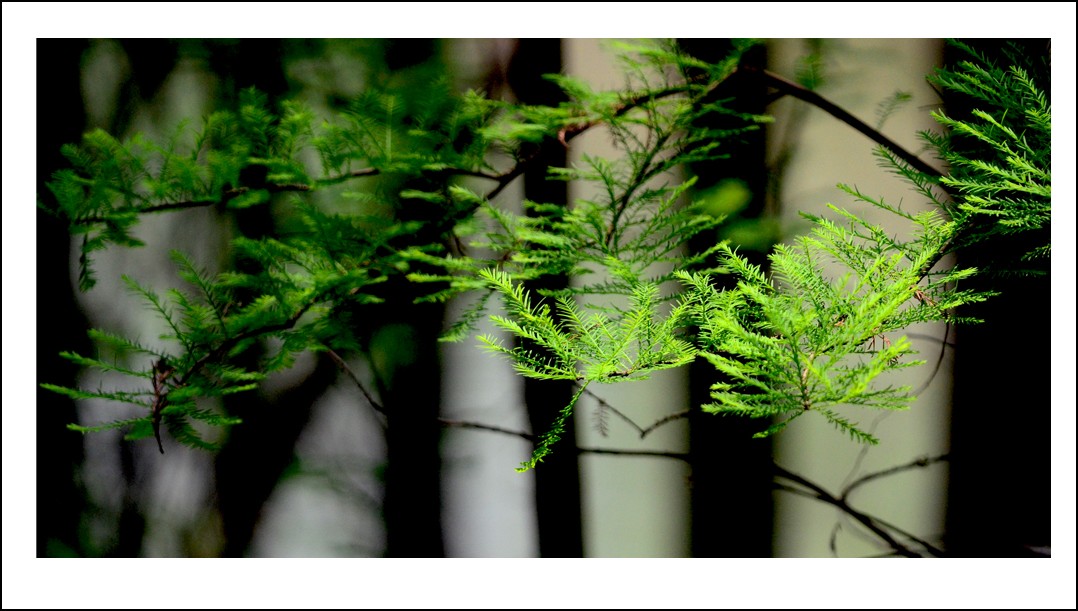 DSC_0784_conew1.jpg