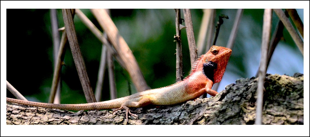 DSC_0835_conew1.jpg