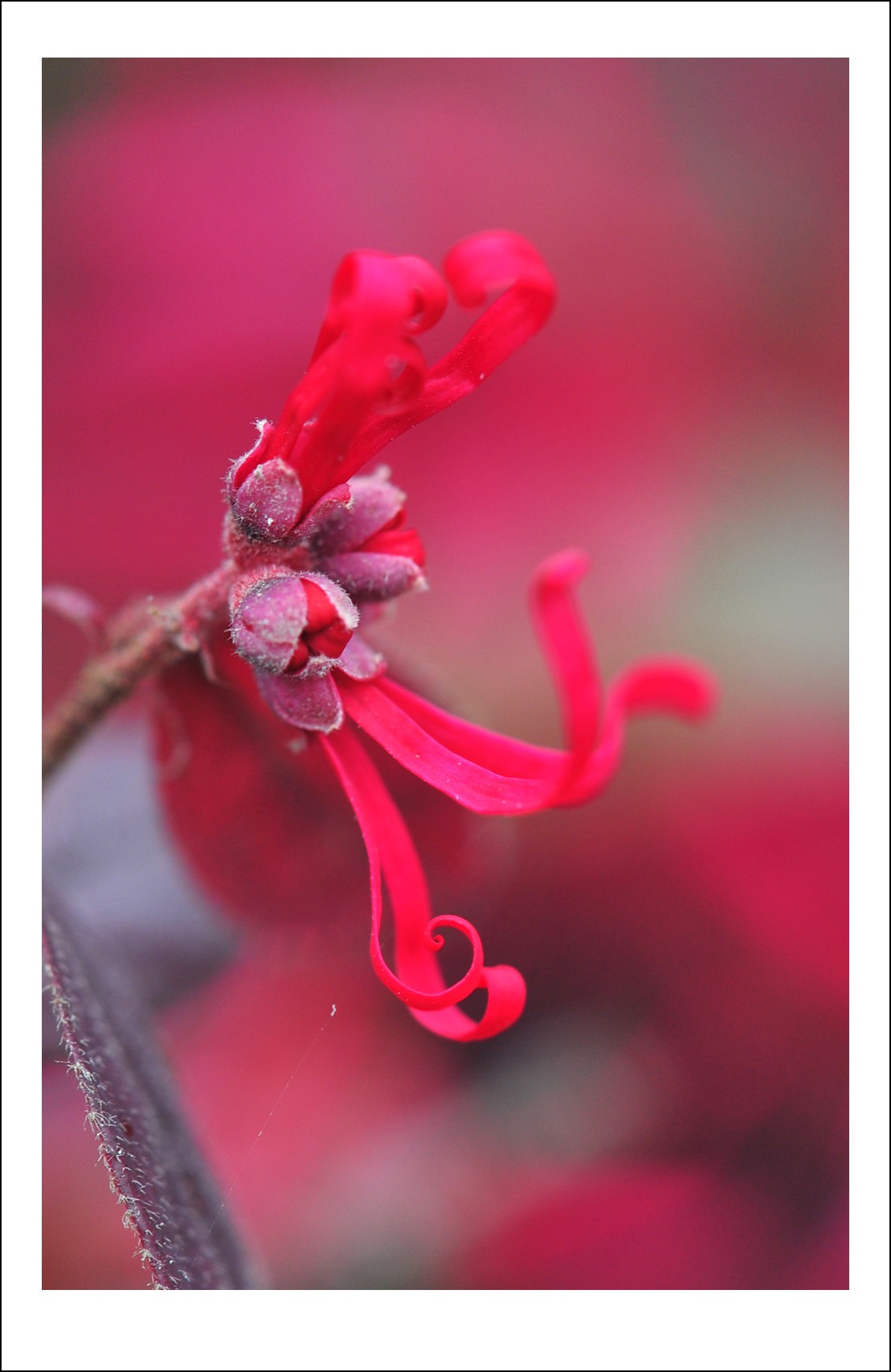 DSC_4582_conew1.jpg