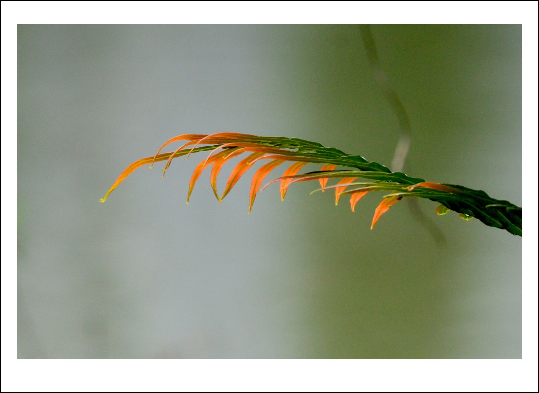 DSC_0781_conew1.jpg