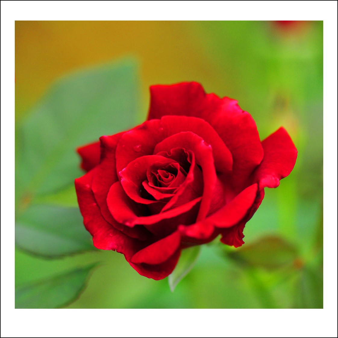 DSC_9060_conew1.jpg