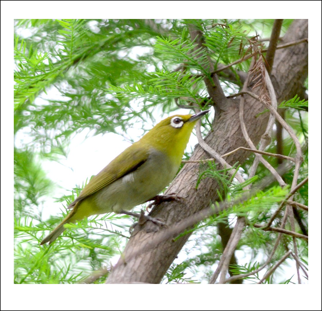 DSC_2019_conew1.jpg