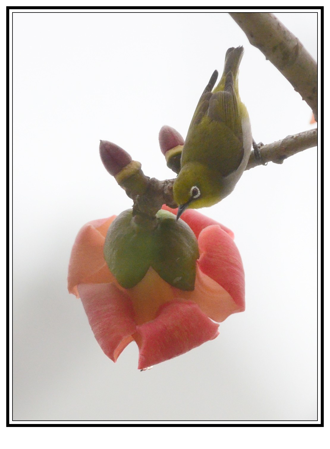 DSC_0017_conew1.jpg