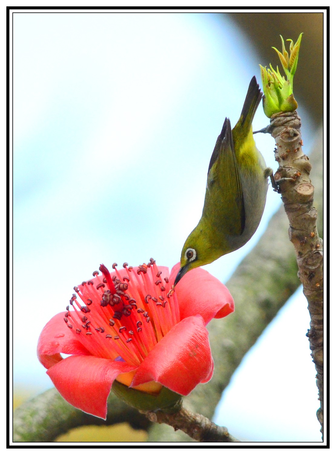 DSC_0103_conew1.jpg