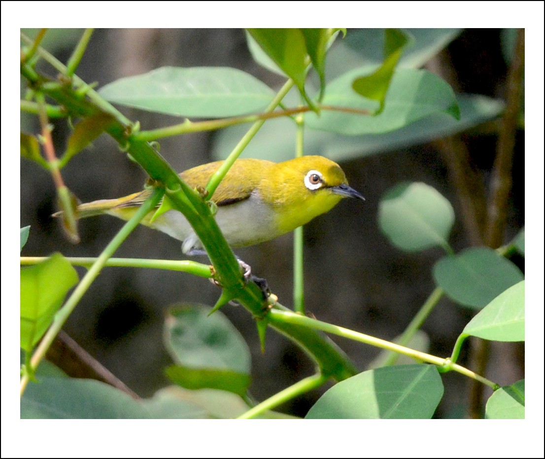 DSC_0867_conew1.jpg