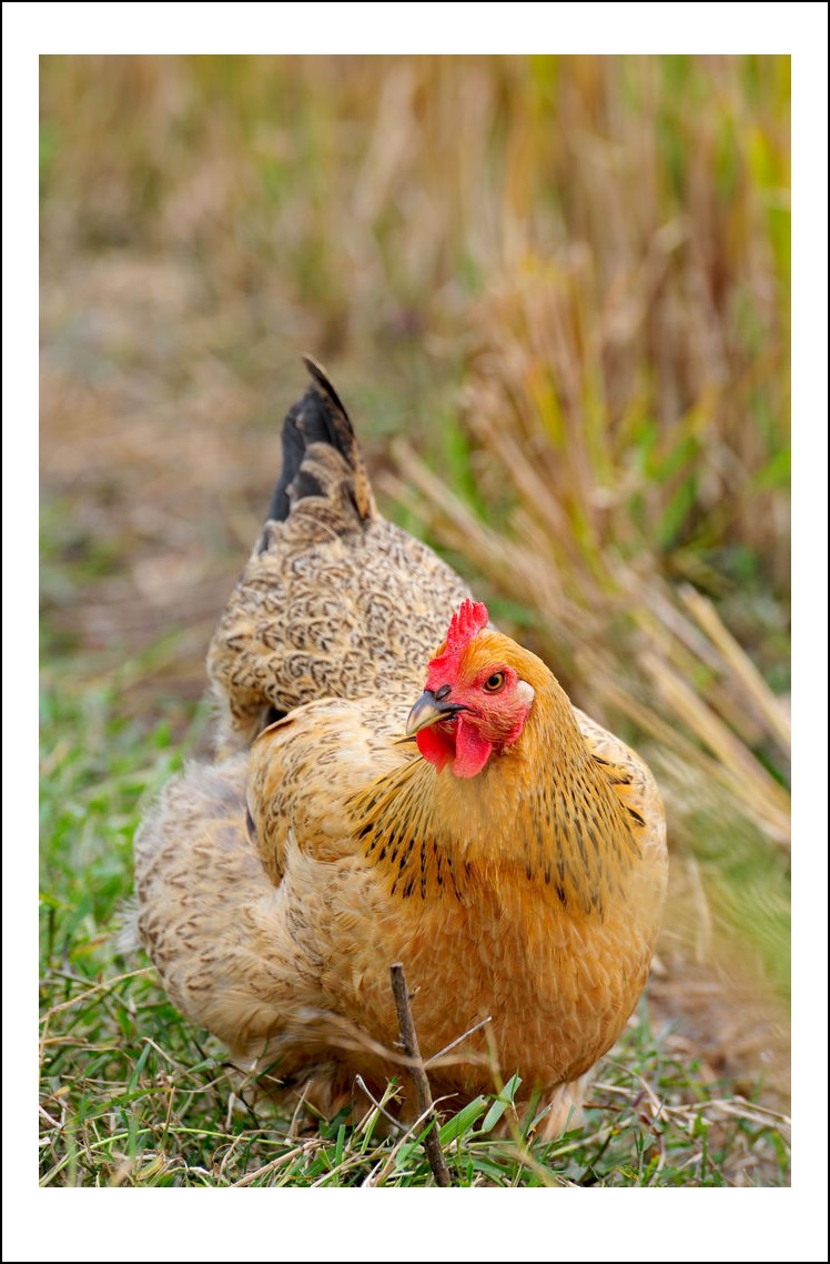 nEO_IMG_DSC_6237_conew1.jpg