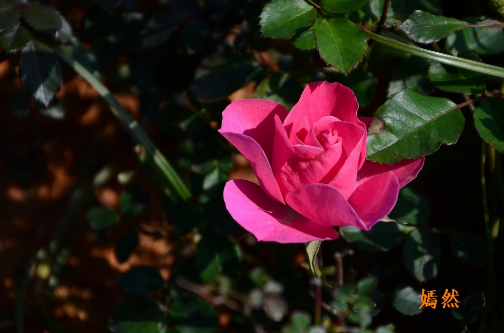 DSC_0268.JPG