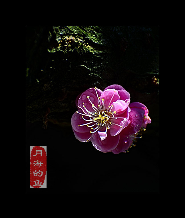 DSC_7683.jpg