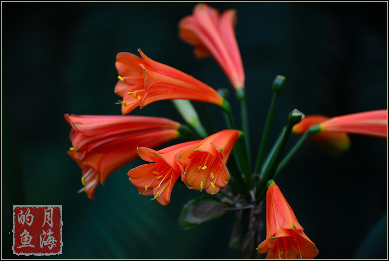 DSC_2768.jpg