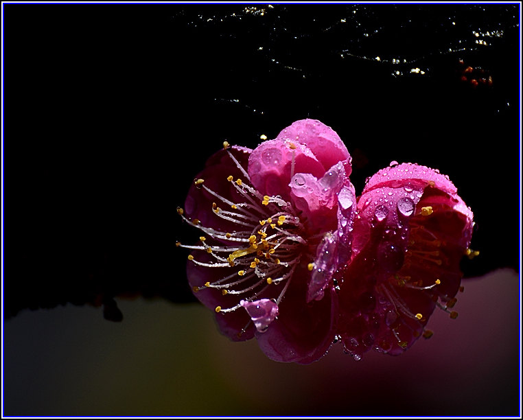 DSC_7562.jpg