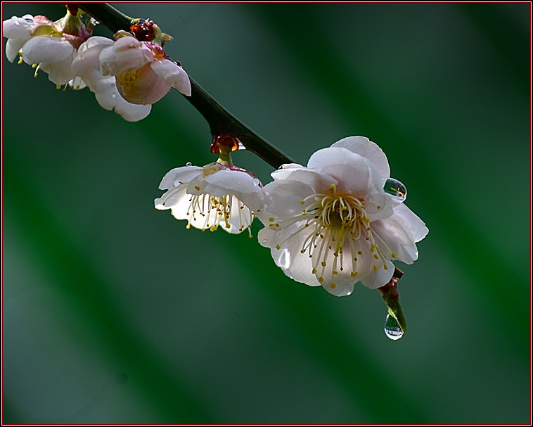 DSC_9660.jpg