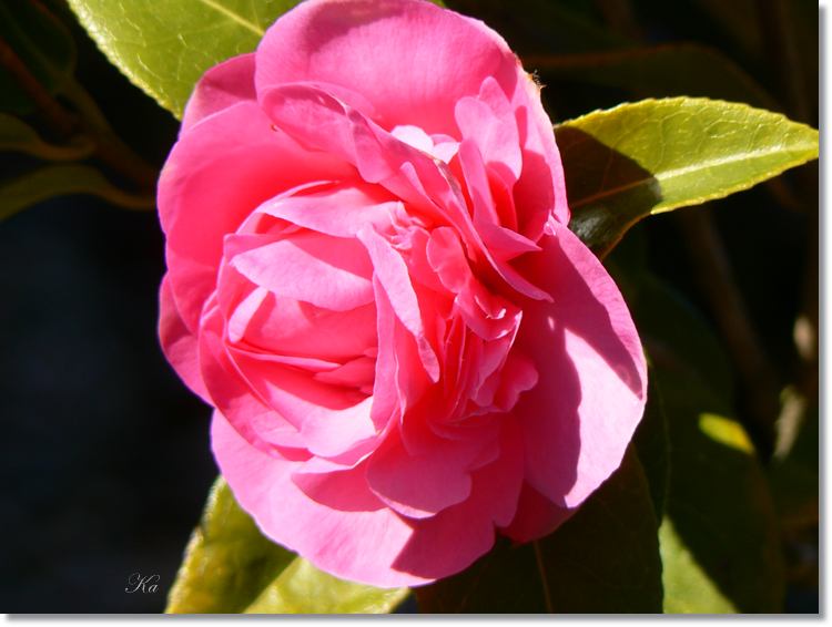 flowers 08-09-13 160.jpg