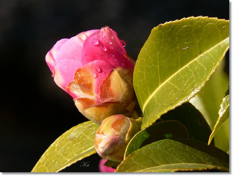flowers 08-09-13 173.jpg