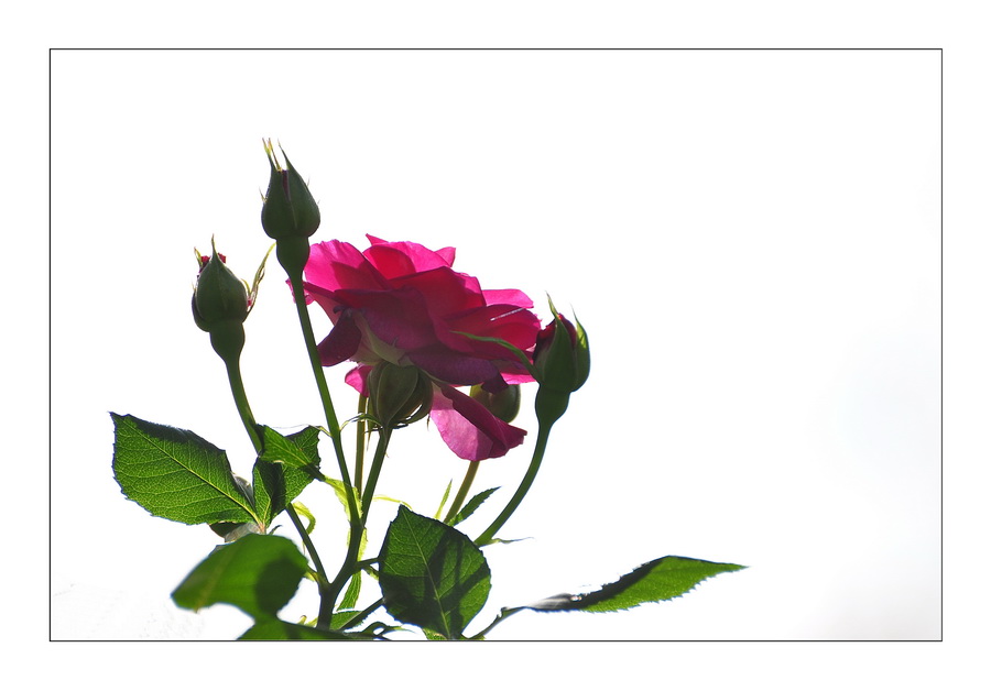 DSC_0283.jpg